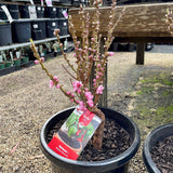 Miniature Nectarine 'Nectazee' [Sz:14 L Country Pot]