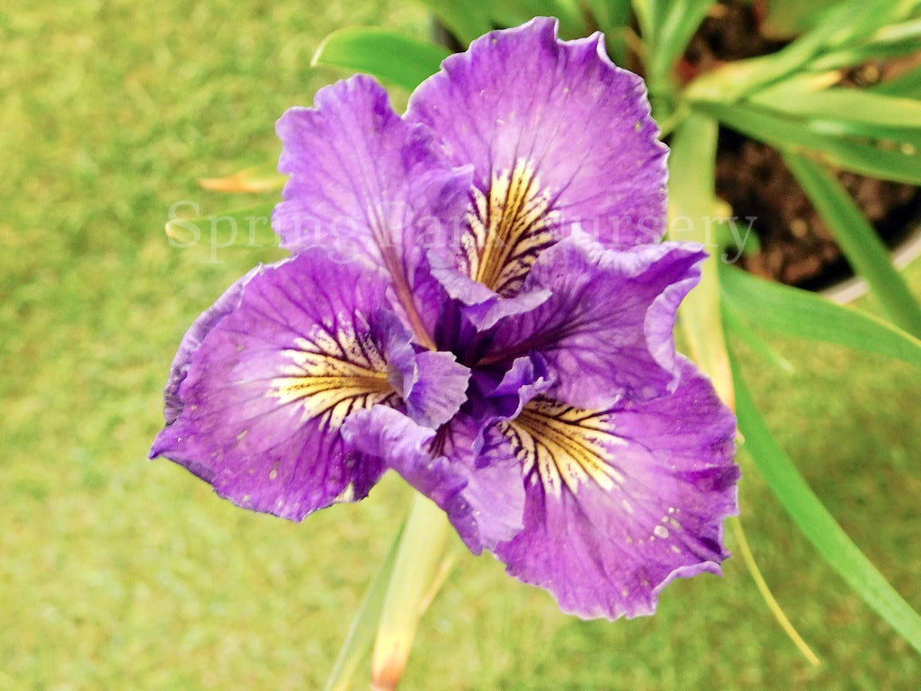 Pacific Coast Iris 'Purple Harem' [Sz:100 mm]