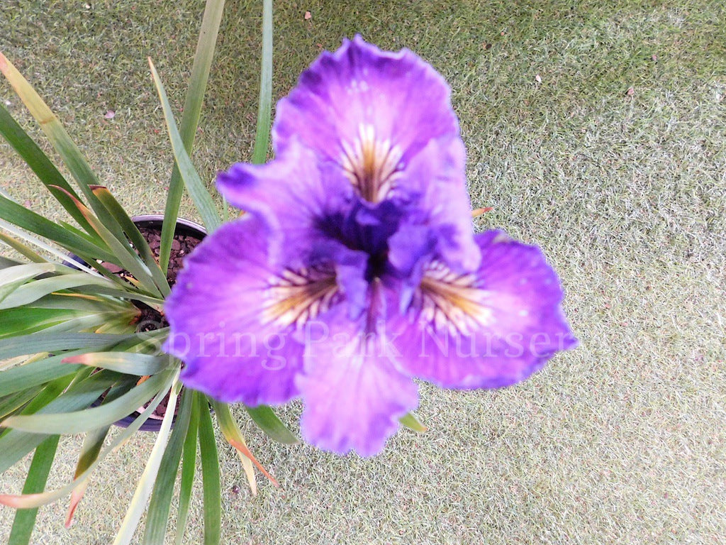 Pacific Coast Iris 'Purple Harem' [Sz:100 mm]