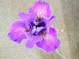 Pacific Coast Iris 'Purple Harem' [Sz:100 mm]