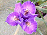 Pacific Coast Iris 'Purple Harem' [Sz:100 mm]