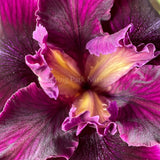 Pacific Coast Iris 'Night Rider' [Sz:100 mm]