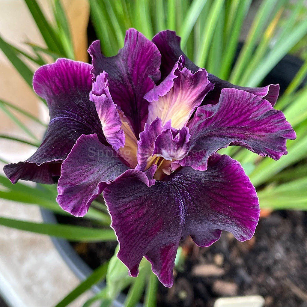 Pacific Coast Iris 'Night Rider' [Sz:100 mm]