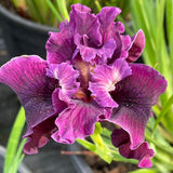 Pacific Coast Iris 'Night Rider' [Sz:100 mm]