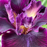 Pacific Coast Iris 'Night Rider' [Sz:100 mm]