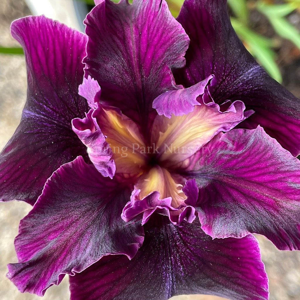 Pacific Coast Iris 'Night Rider' [Sz:100 mm]