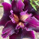 Pacific Coast Iris 'Night Rider' [Sz:100 mm]