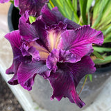 Pacific Coast Iris 'Night Rider' [Sz:100 mm]