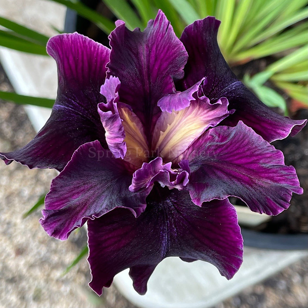 Pacific Coast Iris 'Night Rider' [Sz:100 mm]