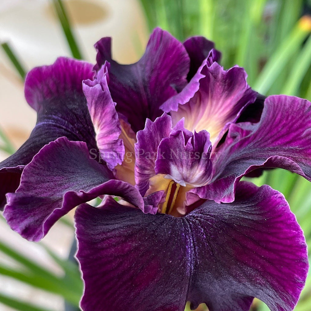 Pacific Coast Iris 'Night Rider' [Sz:100 mm]