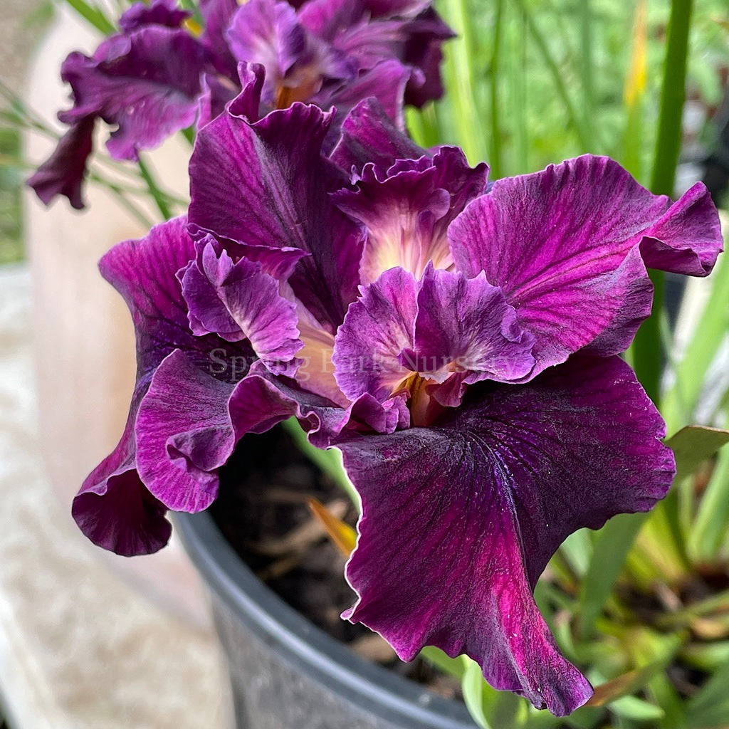 Pacific Coast Iris 'Night Rider' [Sz:100 mm]