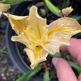 Pacific Coast Iris 'Nangkita' [Sz:100 mm]