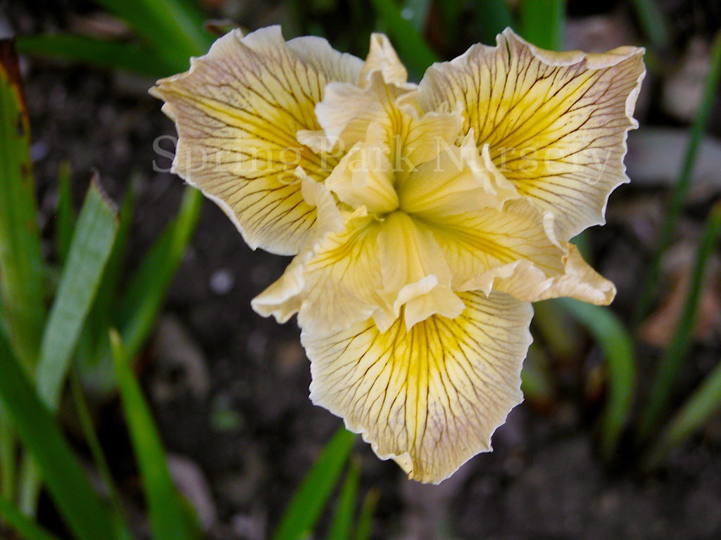 Pacific Coast Iris 'Nangkita' [Sz:100 mm]