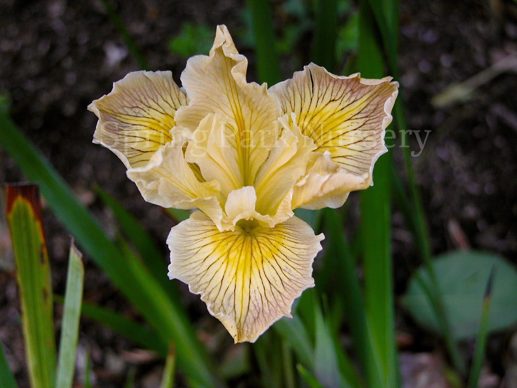 Pacific Coast Iris 'Nangkita' [Sz:100 mm]