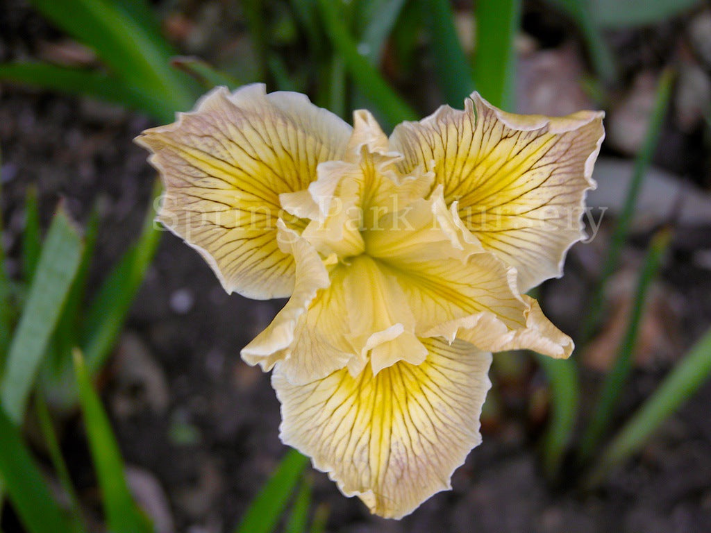 Pacific Coast Iris 'Nangkita' [Sz:100 mm]