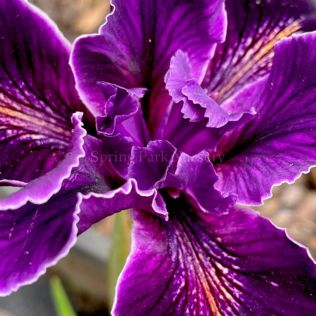 Pacific Coast Iris 'White Lightning' [Sz:100 mm]