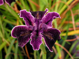 Pacific Coast Iris 'White Lightning' [Sz:100 mm]