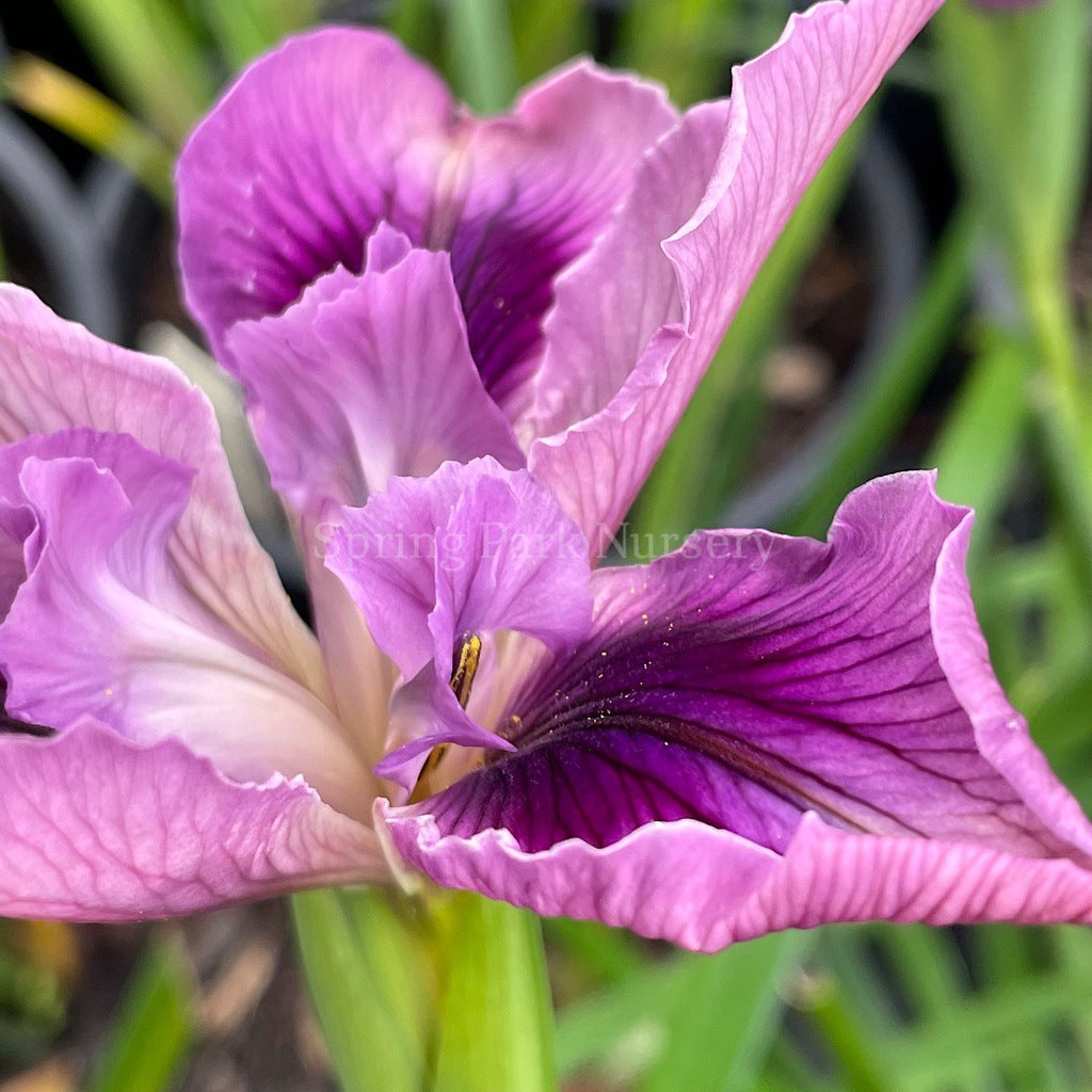 Pacific Coast Iris 'Plum Glow' [Sz:100 mm]