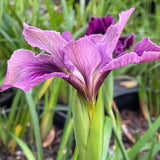 Pacific Coast Iris 'Plum Glow' [Sz:100 mm]