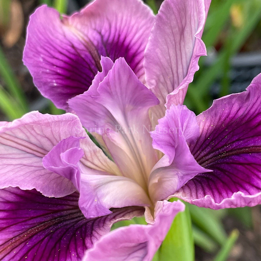 Pacific Coast Iris 'Plum Glow' [Sz:100 mm]