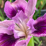 Pacific Coast Iris 'Plum Glow' [Sz:100 mm]