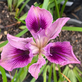 Pacific Coast Iris 'Plum Glow' [Sz:100 mm]