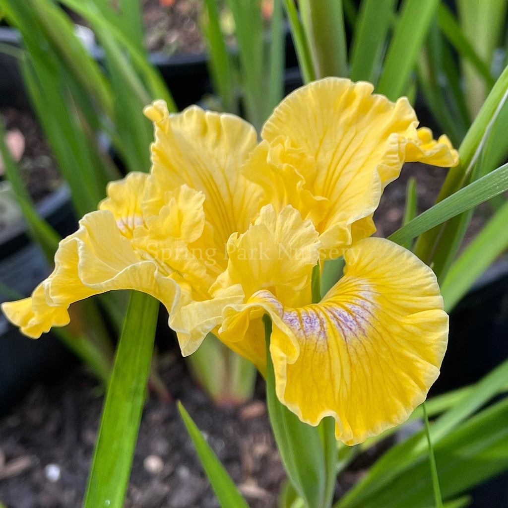 Pacific Coast Iris 'Canary Bird' [Sz:100 mm]