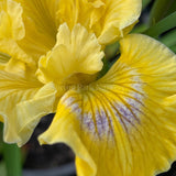 Pacific Coast Iris 'Canary Bird' [Sz:100 mm]