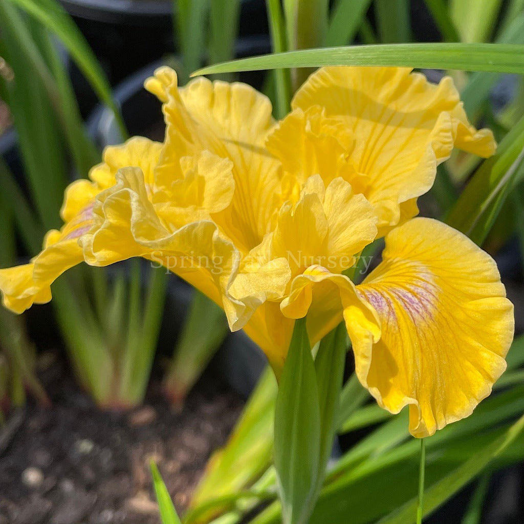 Pacific Coast Iris 'Canary Bird' [Sz:100 mm]