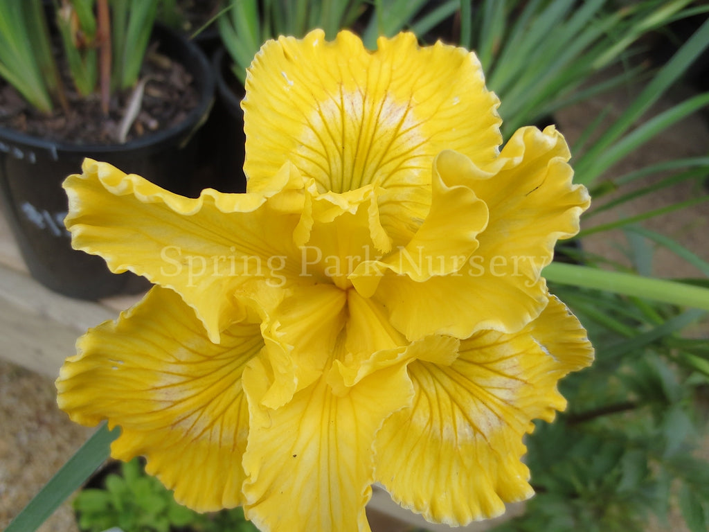 Pacific Coast Iris 'Canary Bird' [Sz:100 mm]