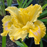 Pacific Coast Iris 'Canary Bird' [Sz:100 mm]