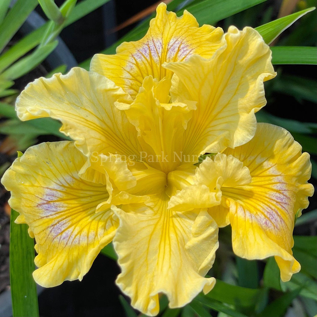 Pacific Coast Iris 'Canary Bird' [Sz:100 mm]