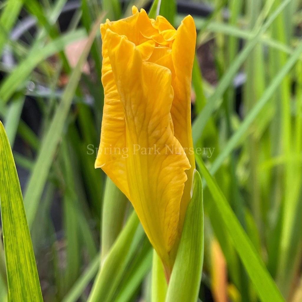 Pacific Coast Iris 'Canary Bird' [Sz:100 mm]