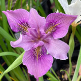 Pacific Coast Iris 'Purple Prism' [Sz:100 mm]