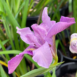 Pacific Coast Iris 'Purple Prism' [Sz:100 mm]