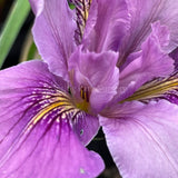 Pacific Coast Iris 'Purple Prism' [Sz:100 mm]