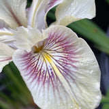 Pacific Coast Iris 'Spiced Cream' [Sz:100 mm]