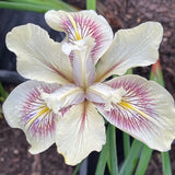 Pacific Coast Iris 'Spiced Cream' [Sz:100 mm]