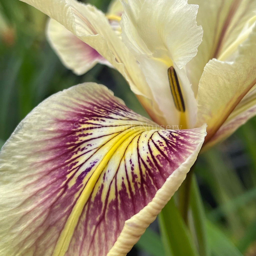 Pacific Coast Iris 'Spiced Cream' [Sz:100 mm]