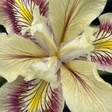 Pacific Coast Iris 'Spiced Cream' [Sz:100 mm]