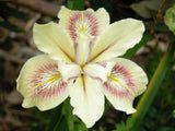 Pacific Coast Iris 'Spiced Cream' [Sz:100 mm]