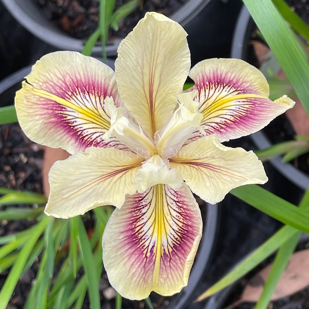 Pacific Coast Iris 'Spiced Cream' [Sz:100 mm]