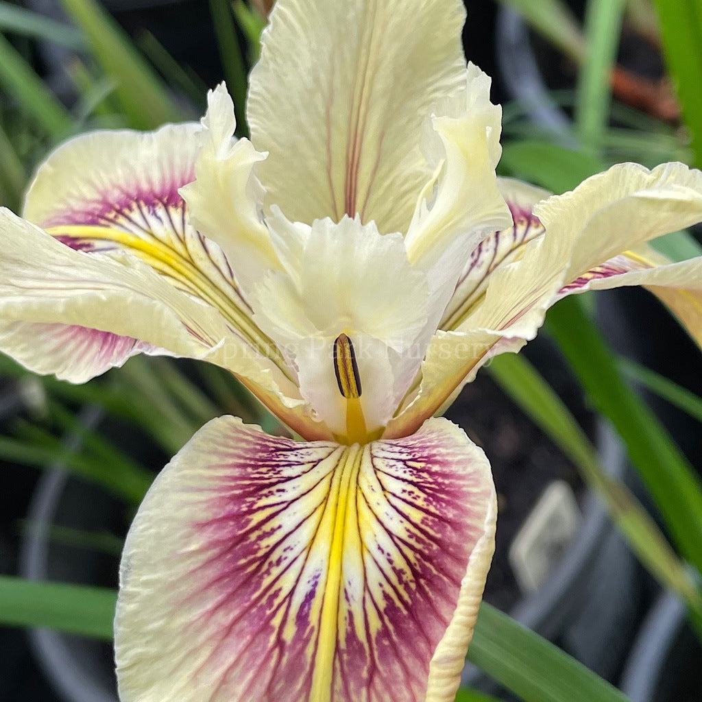 Pacific Coast Iris 'Spiced Cream' [Sz:100 mm]