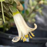 Correa 'Just a Touch' [Sz:100 mm]