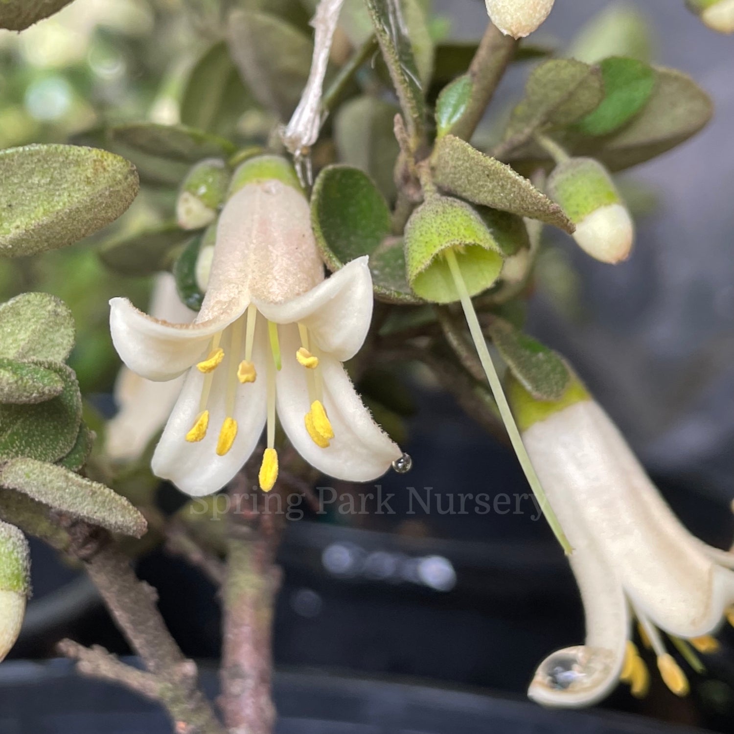 Correa 'Just a Touch' [Sz:100 mm]