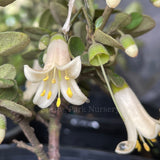 Correa 'Just a Touch' [Sz:100 mm]