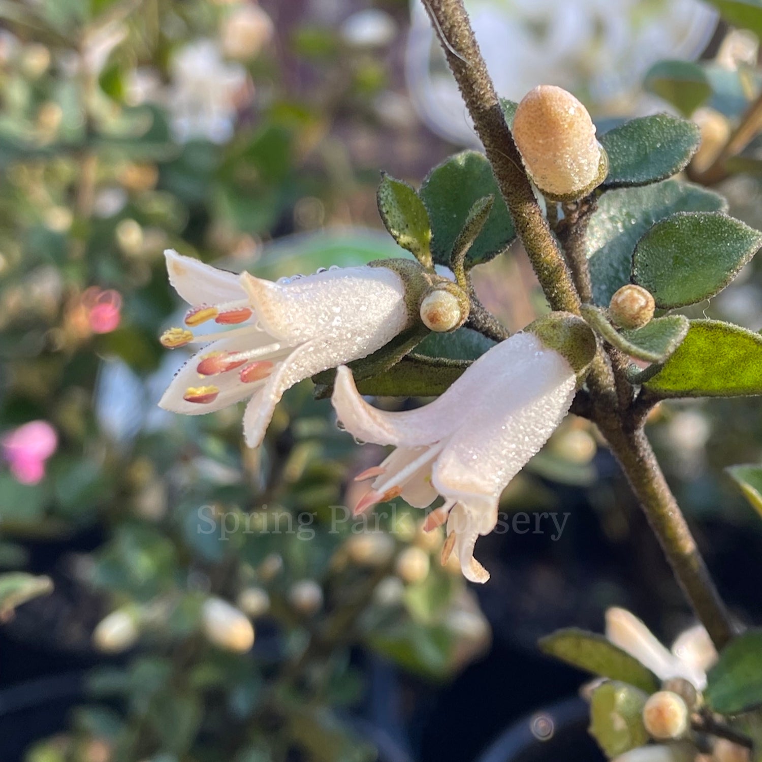 Correa alba 'Snowbelle' [Sz:100 mm]