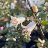 Correa alba 'Snowbelle' [Sz:100 mm]