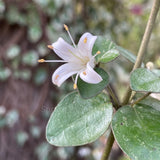 Correa alba 'Snowbelle' [Sz:100 mm]