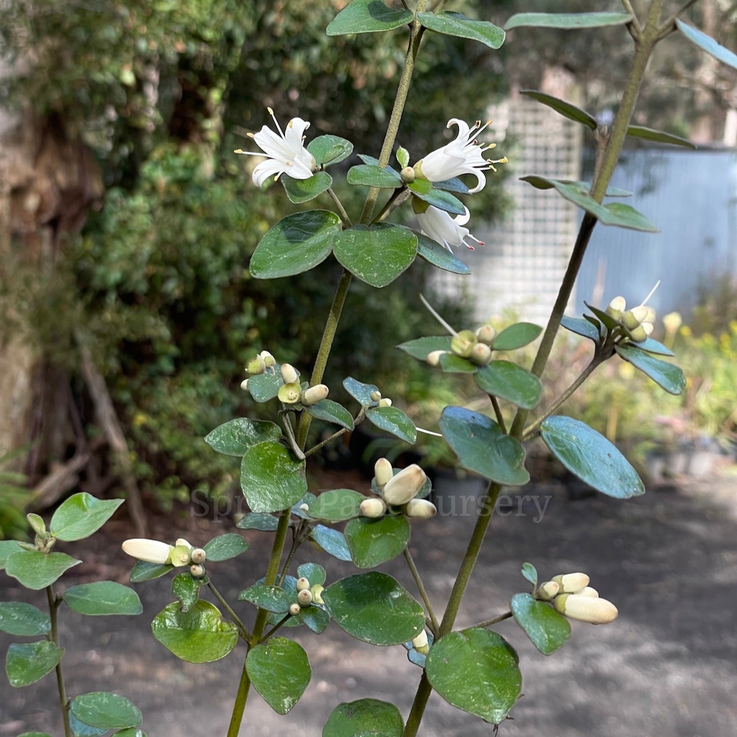 Correa alba 'Snowbelle' [Sz:100 mm]